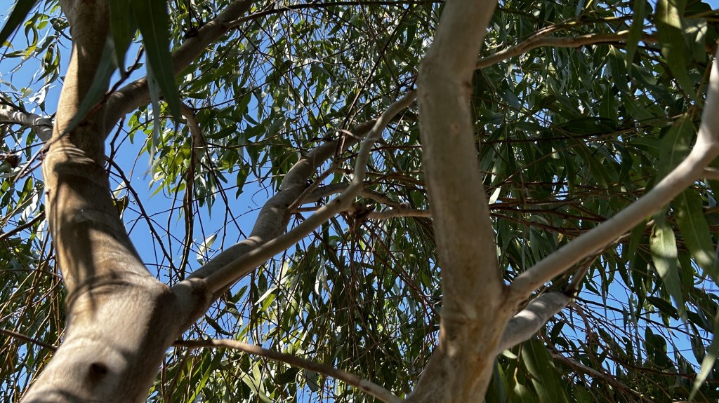 Tree pruning by certified arborists Melbourne