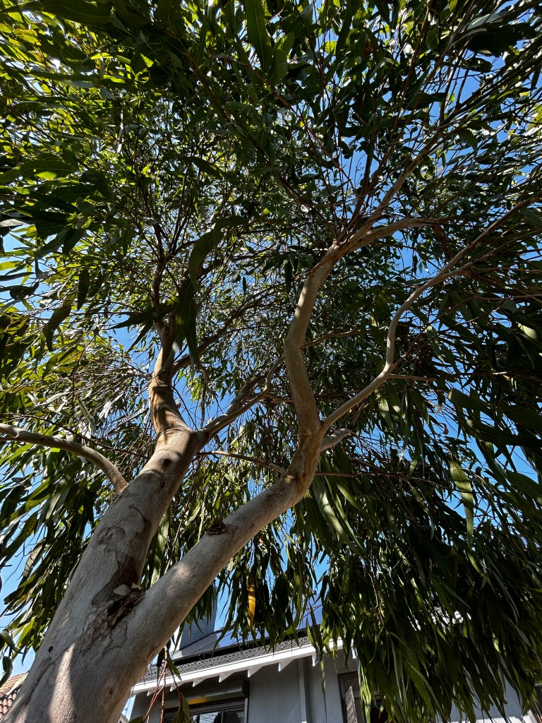 Gumtree pruning services Melbourne