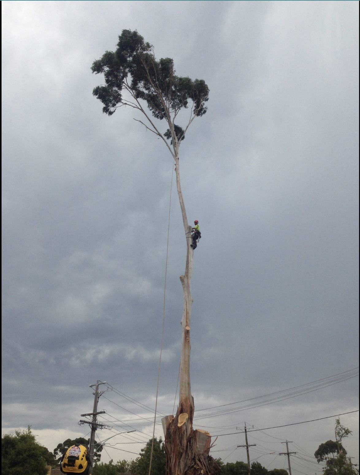 Arborist removing tree Melbourne