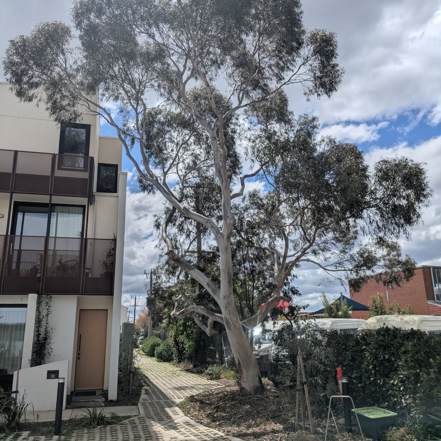 Residential Melbourne tree pruning by certified Arborist